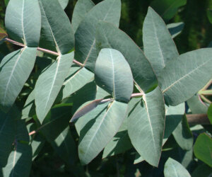 Eucalyptus Nitens - 50 Plants